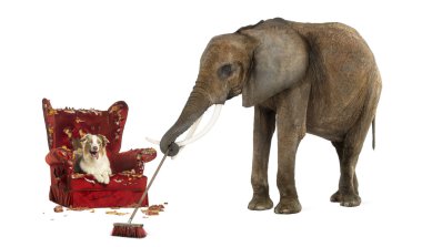 African elephant sweeping after a dog messed up an armchair, iso clipart