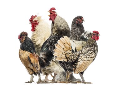 Group of hens and roosters, isolated on white clipart