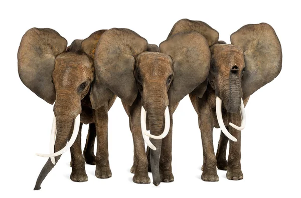 Framifrån av tre afrikanska elefanter inför, stående, isolerade — Stockfoto