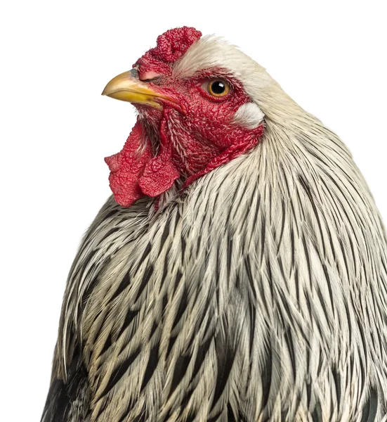 Close up of a Brahma Rooster, isolated on white — Stock Photo, Image