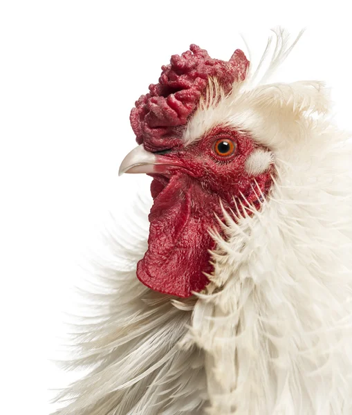 Close up of a curly feathered rooster's profile, isolated on whi — Stock Photo, Image