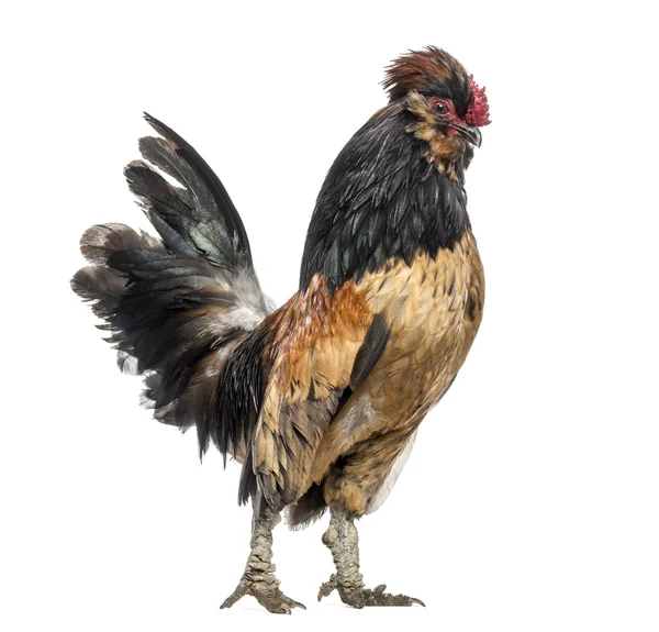 Vista laterale di un Gallo, isolato su bianco — Foto Stock