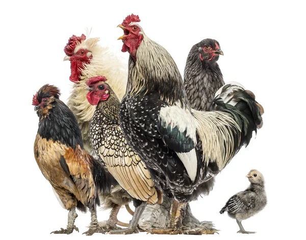 Tavuk ve horozlar üzerine beyaz izole, Grup — Stok fotoğraf