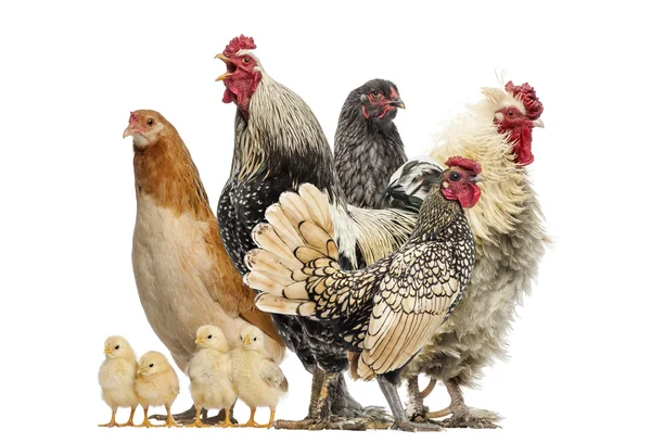Grupo de galinhas, galos e pintos, isolados a branco — Fotografia de Stock
