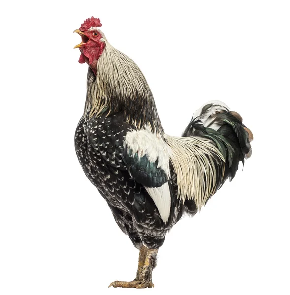 Side view of a Brahma rooster crowing, isolated on white — Stock Photo, Image