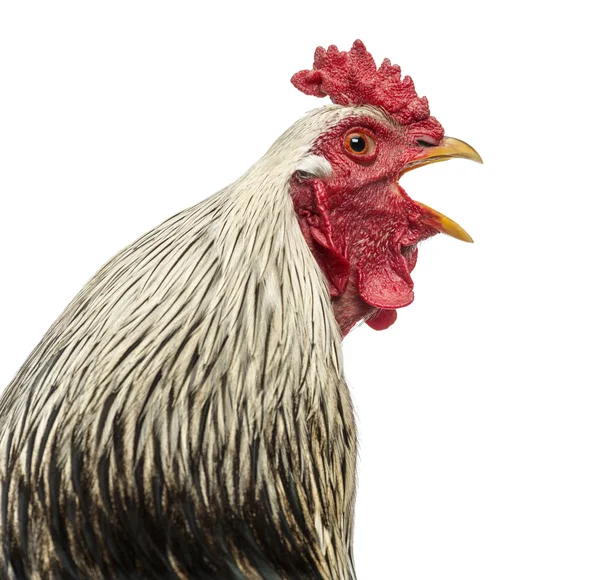 Close up of a Brahma rooster crowing, isolated on white — Stock Photo, Image