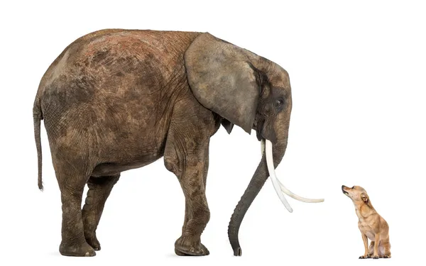 Африканський слон і чихуахуа, дивлячись на кожного інші, ізольованих o — стокове фото
