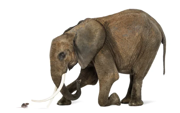 Afrikansk elefant knästående framför en mus, isolerad på vit — Stockfoto