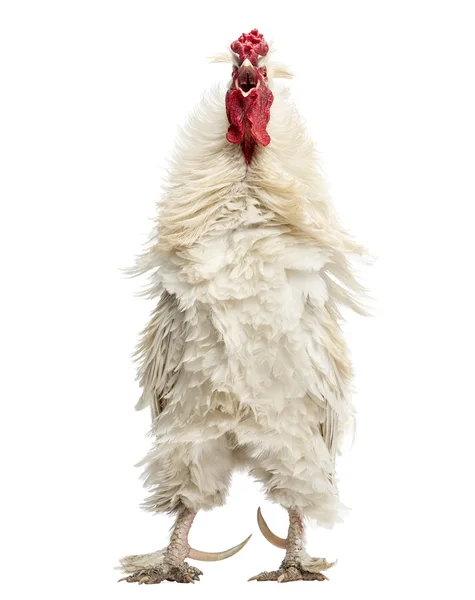 Curly feathered rooster crowing, facing, isolated on white — Stock Photo, Image