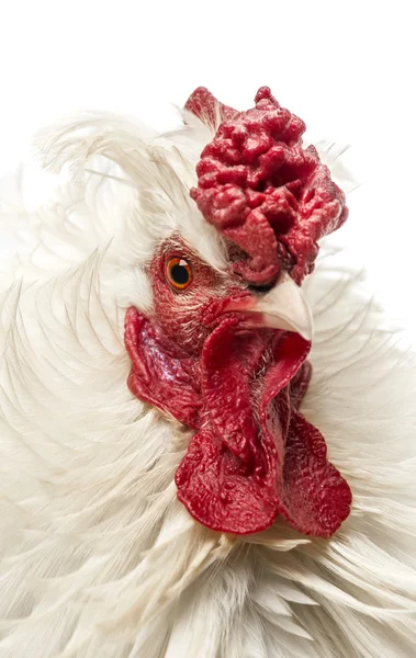 Primer plano de un gallo de plumas rizadas, aislado en blanco — Foto de Stock