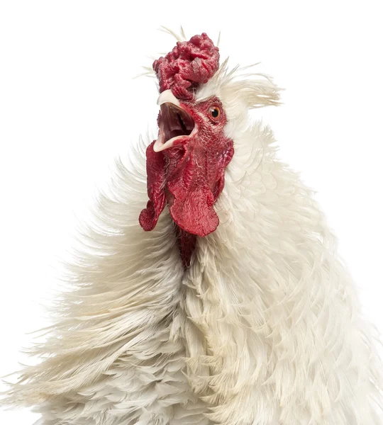 Primer plano de un gallo de plumas rizadas cantando, aislado en blanco — Foto de Stock