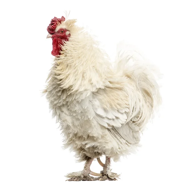 Curly feathered rooster, isolated on white — Stock Photo, Image