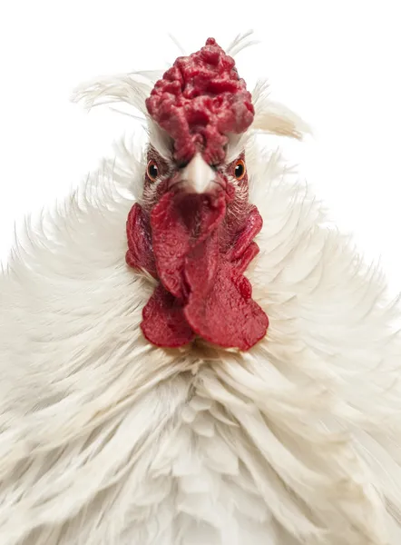 Close up of a curly feathered rooster looking at the camera, iso — Stock Photo, Image