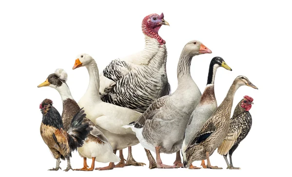 Gruppe von Enten, Gänsen und Hühnern, isoliert auf weiß — Stockfoto