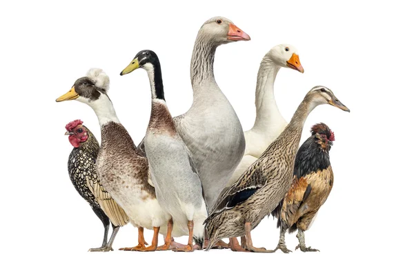 Grupa kaczek, gęsi i kury, na białym tle — Zdjęcie stockowe