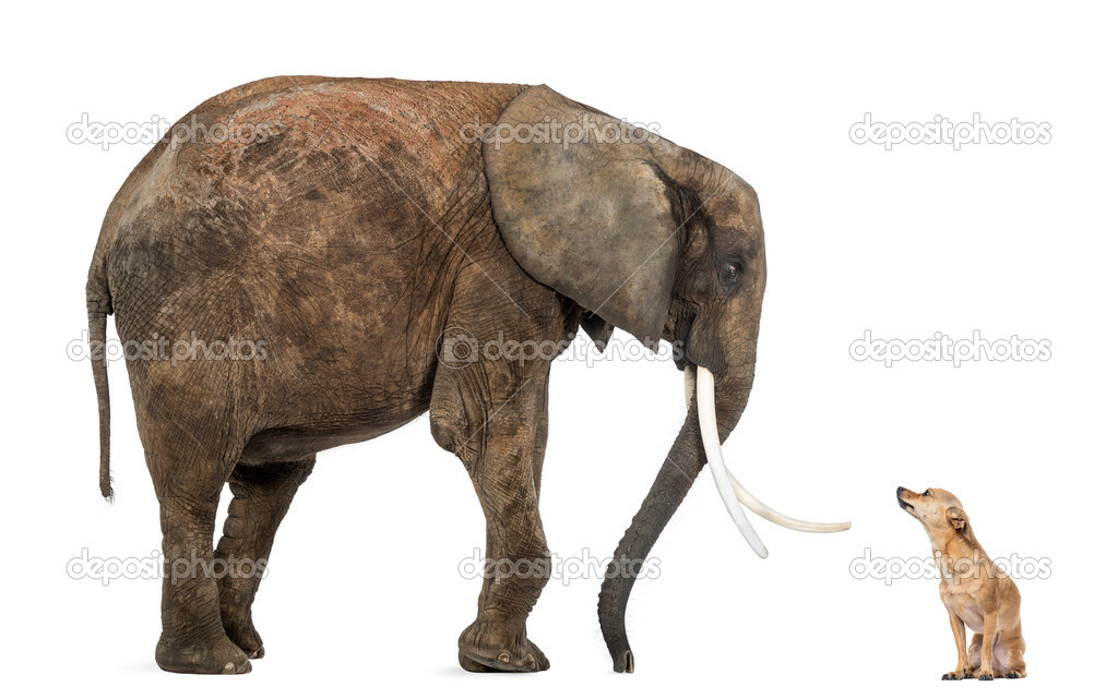 African elephant and Chihuahua looking at each other, isolated o