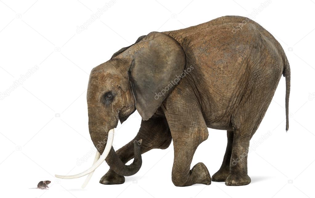 African elephant kneeling in front of a mouse, isolated on white