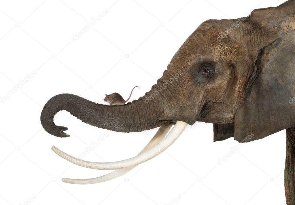 Close-up of a mouse standing on an elephant's trunk, isolated on