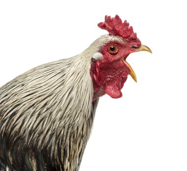 Close up of a Brahma rooster crowing, isolated on white clipart
