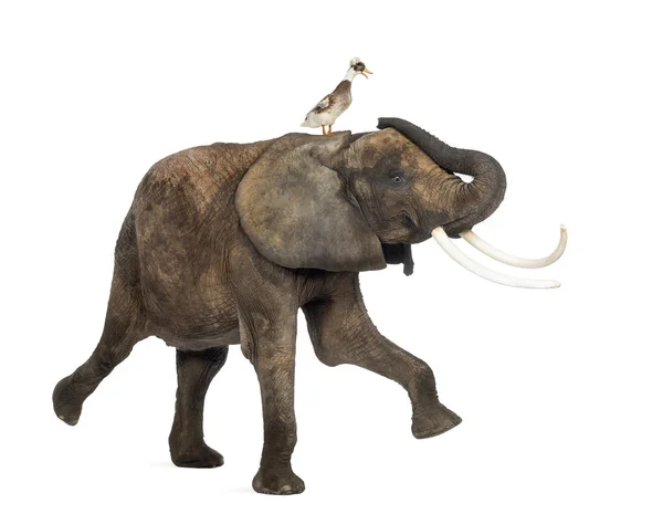 Πλάγια όψη ενός αφρικανικού ελέφαντα που εκτελεί με μια Λοφιοφόρη πάπια στην πλάτη, απομονωμένα σε λευκό — Φωτογραφία Αρχείου