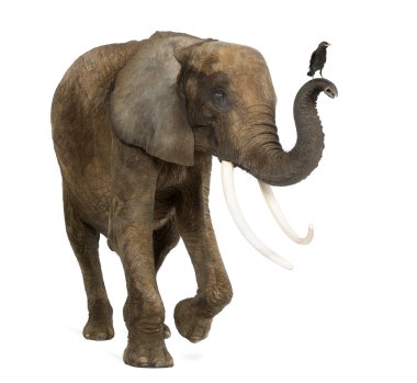 Standing African elephant with a Jackdaw on the trunk, isolated clipart