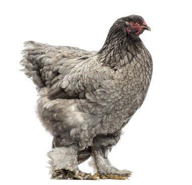 yan görünümü üzerinde beyaz izole dark brahma tavuk,