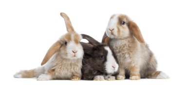 Grup saten mini lop tavşanları, üzerinde beyaz izole