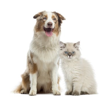 İngiliz longhair yavru kedi ve Avustralyalı çoban oturan