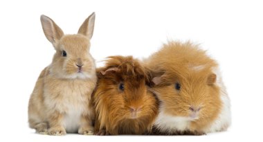 Dwarf rabbit and Guinea Pigs, isolated on white clipart