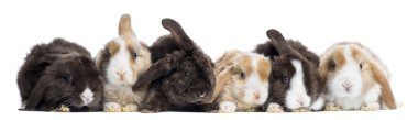 saten mini lop tavşanlar üzerinde beyaz izole bir satırda