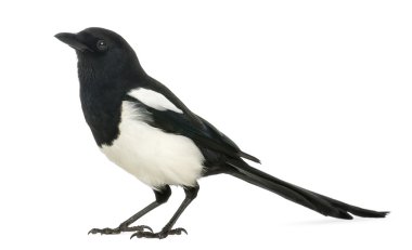 ortak bir magpie, pika pika, üzerinde beyaz izole yan görünüm
