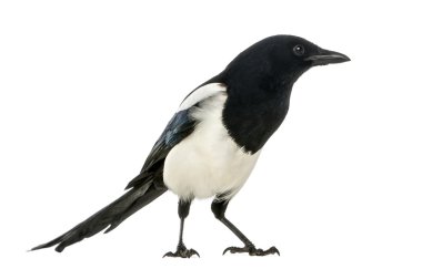 ortak bir magpie, pika pika, üzerinde beyaz izole yan görünüm