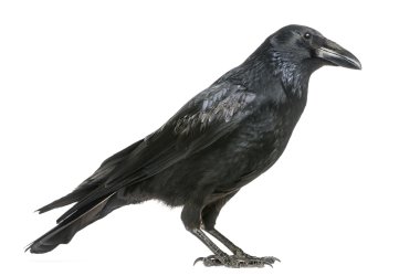 Leş üzerinde beyaz izole karga, corvus corone, yan görünüm