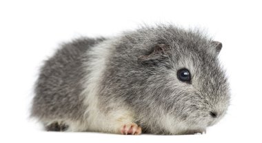 beyaz izole Swiss teddy eskiden şiling şimdi domuz