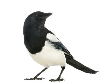 Common Magpie looking up, Pica pica, isolated on white