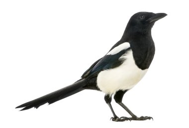 Side view of a Common Magpie, Pica pica, isolated on white clipart