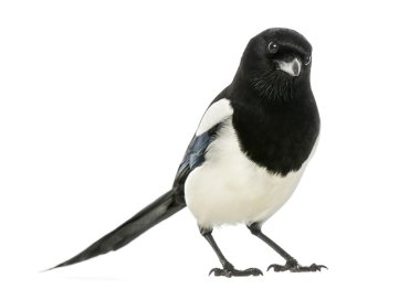 Common Magpie looking at the camera, Pica pica, isolated on whit clipart
