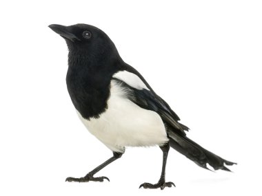 ortak magpie bakılması, pika pika, üzerinde beyaz izole
