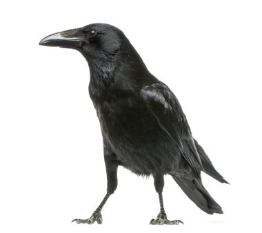 Leş üzerinde beyaz izole karga, corvus corone, yan görünüm