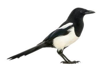 ortak bir magpie, pika pika, üzerinde beyaz izole yan görünüm