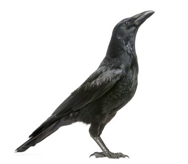 bir leş kargası izole corvus corone kurmak, görünümlü yan görünüm