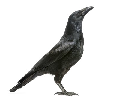 Side view of a Carrion Crow looking up, Corvus corone, isolated clipart
