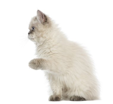 WHI izole 5 ay kadar eski, İngiliz longhair kitten pawing