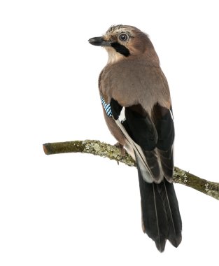 bir dal, garrulus glan tıraşlama bir Bayağı alakarga arka görünüm
