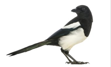 bir ortak magpie geriye bakarak, pika pika, Isola yan görünüm