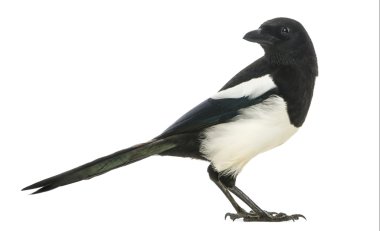 Side view of a Common Magpie looking backwards, Pica pica, isola clipart