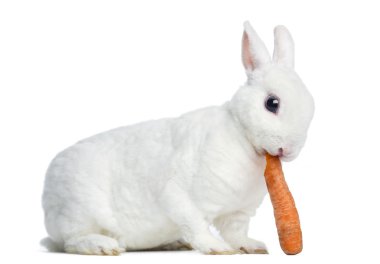 rex tavşan whit üzerinde izole bir carrot yeme mini yan görünüm