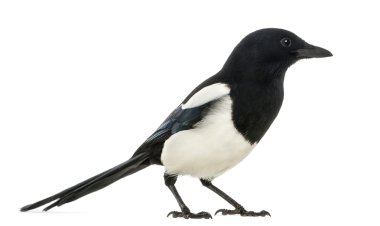 ortak bir magpie, pika pika, üzerinde beyaz izole yan görünüm