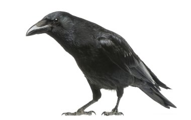 leş kargası meraklı göz, corvus corone, w izole ile