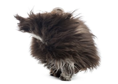 beyaz izole Rüzgar, havanese